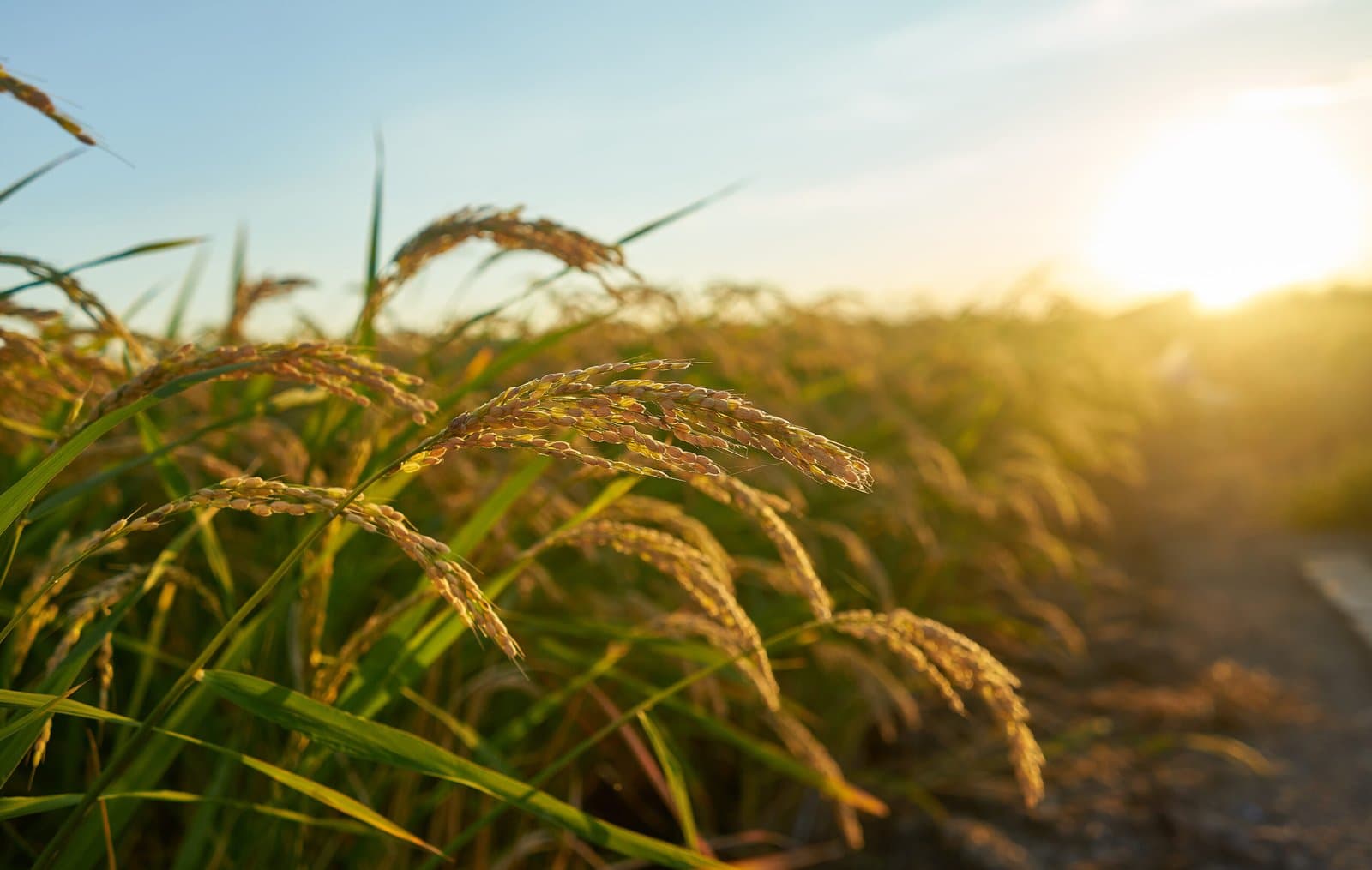 Global Rice Market Experiences Repercussions from India's Export Ban
