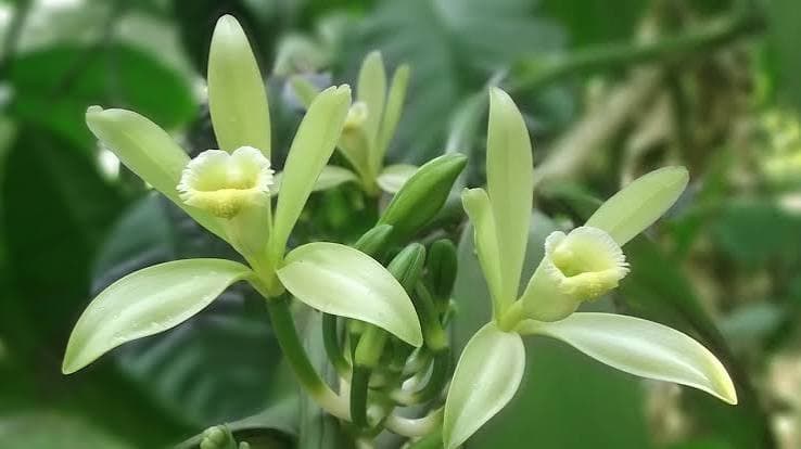 वैनिलिन और मेडागास्कर हार्वेस्ट: जुलाई फील्ड रिपोर्ट और वे H2 मूल्य निर्धारण के लिए क्या संकेत देते हैं