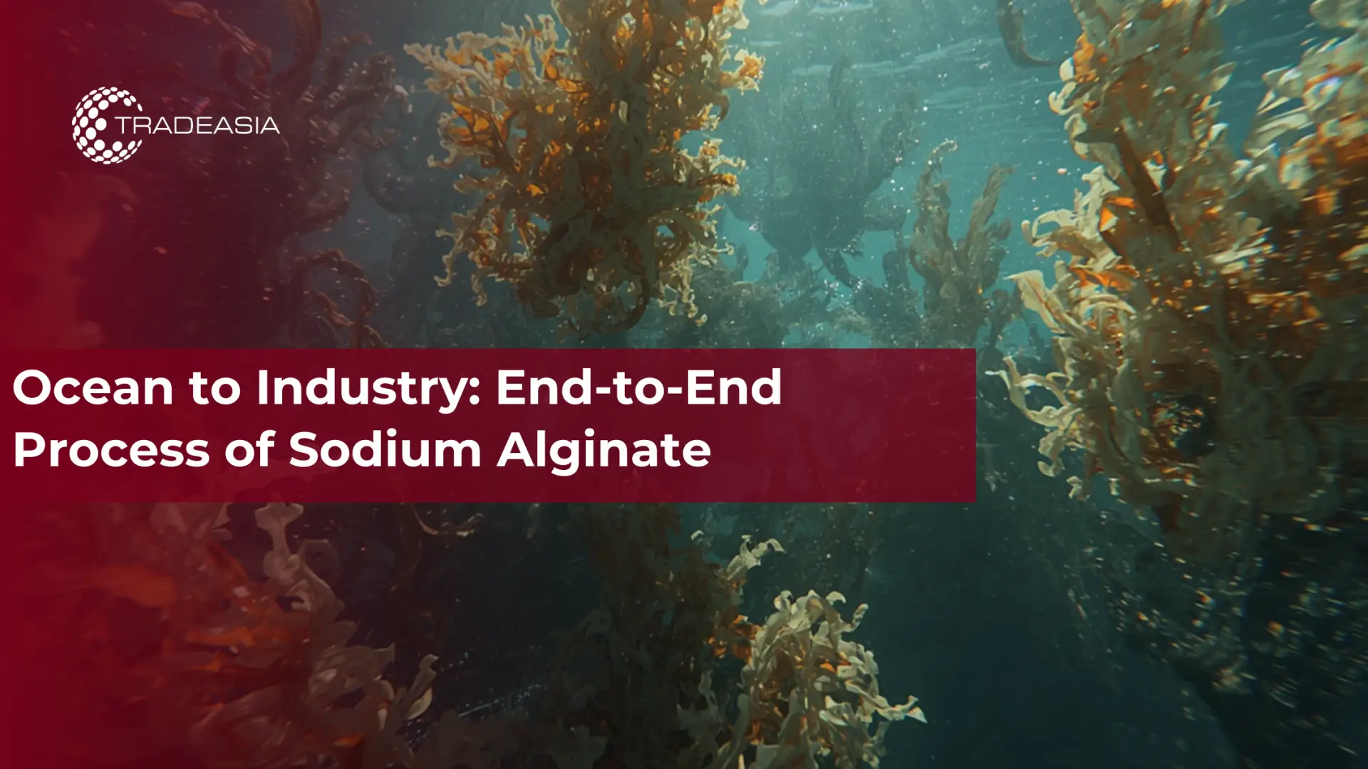 Ocean to Industry: End-to-End Process of Sodium Alginate