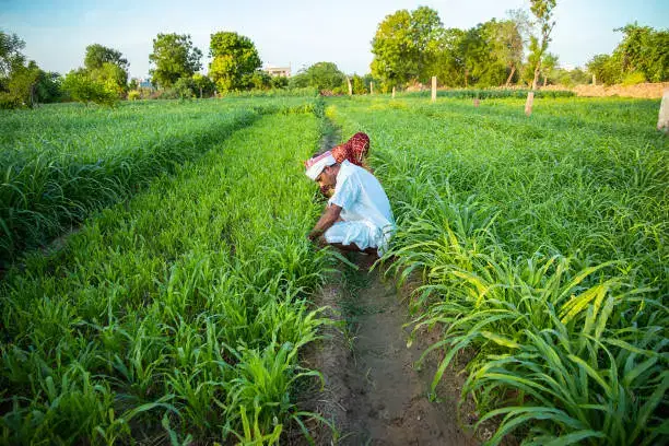 ग्वार गम: राजस्थान मानसून की प्रगति और तेल क्षेत्र और खाद्य खरीदारों के लिए H1-to-H2 संक्रमण